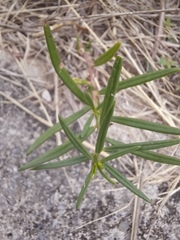 Talinum aurantiacum