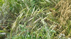 Bromus carinatus