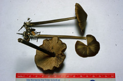 Entoloma hirtipes