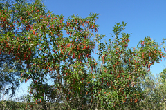 Citharexylum montevidense