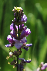 Lonchocarpus nitidus