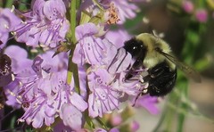 Bombus impatiens image