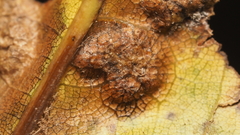 Melikaiella ostensackeni