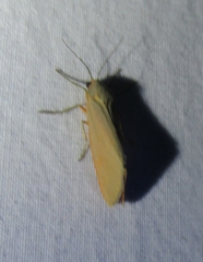 Pygarctia abdominalis