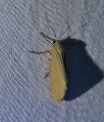 Pygarctia abdominalis