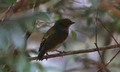 Ilicura militaris