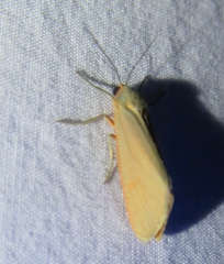 Pygarctia abdominalis