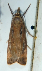 Occidentalia comptulatalis