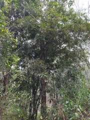 Macadamia integrifolia