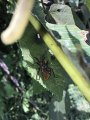 Spartocera pantomima