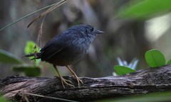 Scytalopus novacapitalis
