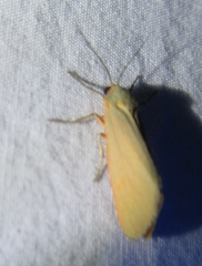 Pygarctia abdominalis