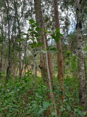 Commersonia bartramia