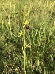 Ophrys sphegodes sphegodes