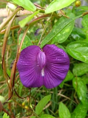 Centrosema brasilianum