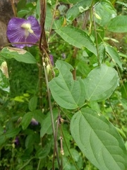 Centrosema brasilianum