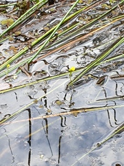 Utricularia aurea