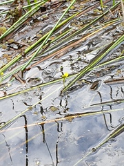 Utricularia aurea