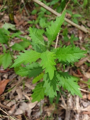 Angiospermae
