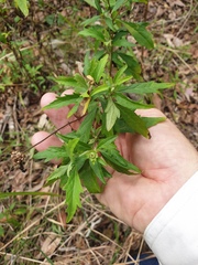 Angiospermae