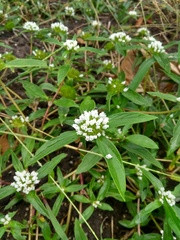 Spermacoce scabiosoides