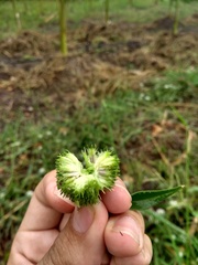 Spermacoce scabiosoides