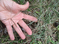 Chloris andropogonoides