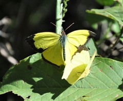 Abaeis salome jamapa