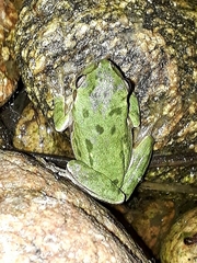 Hyla sarda