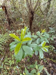Eugenia brasiliensis
