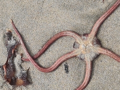 Ophiopsammus maculata