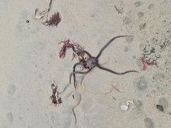 Ophiopsammus maculata