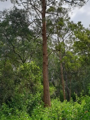 Eucalyptus microcorys