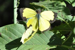 Abaeis salome jamapa