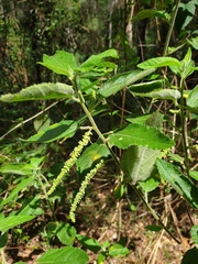 Acalypha nemorum