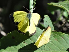 Abaeis salome jamapa