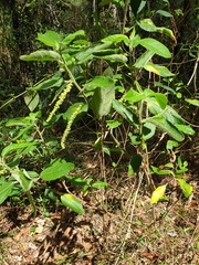 Acalypha nemorum