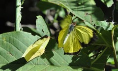 Abaeis salome jamapa