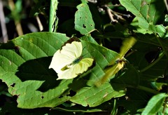 Abaeis salome jamapa