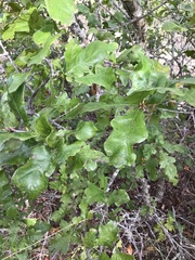 Quercus sinuata breviloba