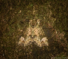 Tamba conscripta