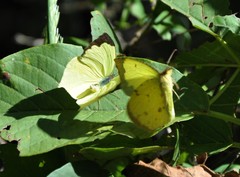 Abaeis salome jamapa