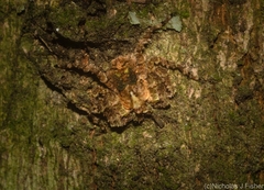 Stephanopis carcinoides