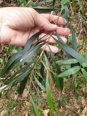 Acacia maidenii