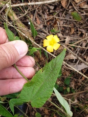 Abutilon oxycarpum
