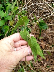 Abutilon oxycarpum