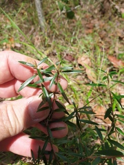 Acrotriche aggregata