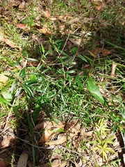 Acrotriche aggregata