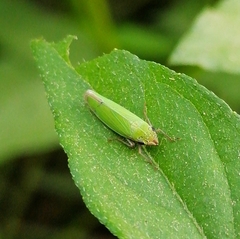 Draeculacephala clypeata