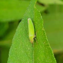 Draeculacephala clypeata